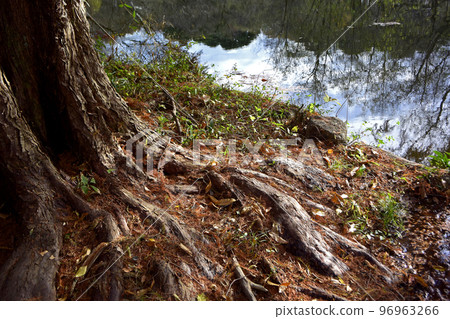 tree root (metasequoia) 96963266