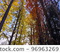 Autumn leaves (Ginkgo, Metasequoia) 96963269