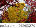 Autumn leaves (gingko nuts, maple leaves) 96963270