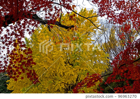 Autumn leaves (gingko nuts, maple leaves) Autumn leaves (gingko nuts, maple leaves) 96963270