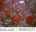 Autumn leaves (maple) 96963271