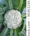 Discolored cauliflower flower buds 96963286