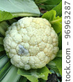 cauliflower flower buds infested with mold 96963287