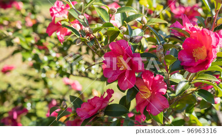 三岔花/茶梅花 三岔花/茶梅花 96963316