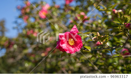三岔花/茶梅花 三岔花/茶梅花 96963317