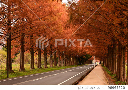 Metasequoia tree-lined street with autumn colors in Makino, Shiga Prefecture 96963320