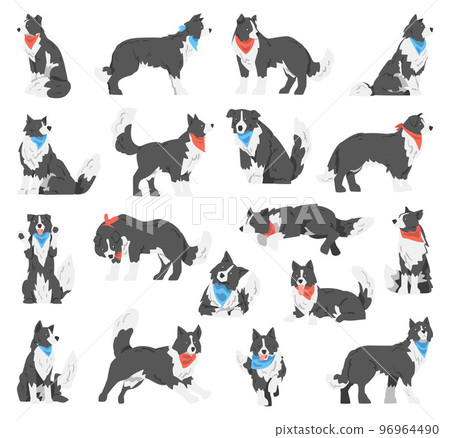 Border Collie Dog with Neck Handkerchief in Different Pose Big Vector Set 96964490
