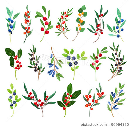 Berry Twig and Branch with Small Fruits and Green Leaf Stalk Big Vector Set 96964520