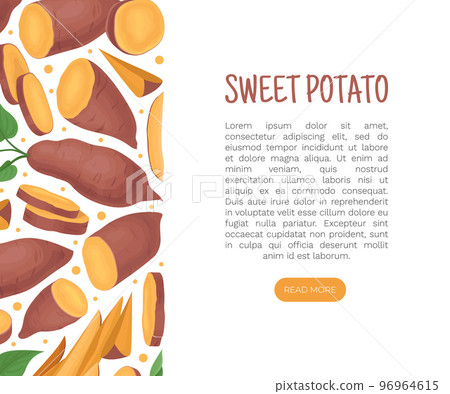 Batata or Sweet Potato Root Vegetable Banner Design Vector Template Batata or Sweet Potato Root Vegetable Banner Design Vector Template 96964615