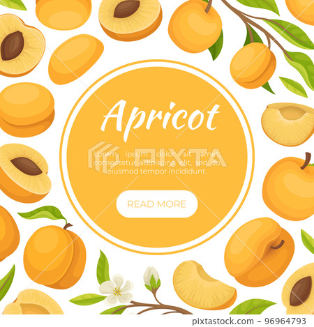 Apricot Card Design with Ripe Fruit Vector Template Apricot Card Design with Ripe Fruit Vector Template 96964793