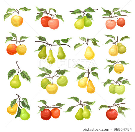 Apple and Pear Branch with Hanging Ripe Pomaceous Fruit Big Vector Set 96964794
