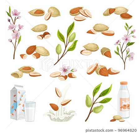Almond Raw Nut with Blooming Branch and Milk in Carton Big Vector Set Almond Raw Nut with Blooming Branch and Milk in Carton Big Vector Set 96964820