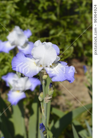 Tall bearded iris Fujis Mantle 96964924