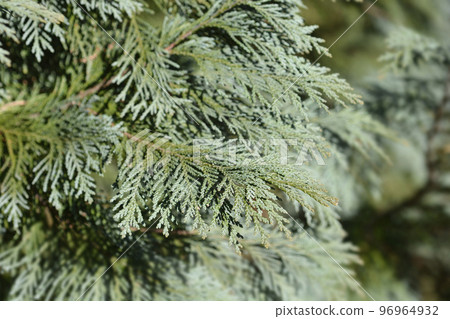 Lawsons Cypress Triomf van Boskoop 96964932