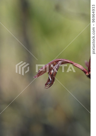 Japanese Maple Bloodgood Japanese Maple Bloodgood 96964933