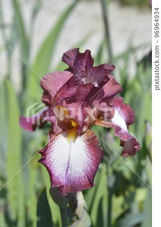 Tall bearded iris Crinoline Tall bearded iris Crinoline 96964934