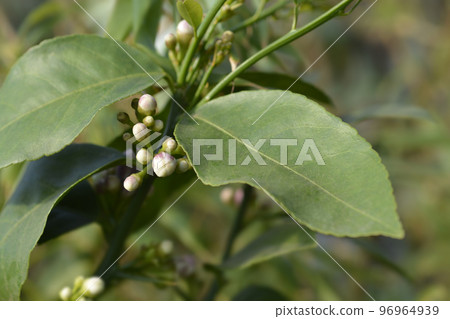 Meyer lemon Meyer lemon 96964939