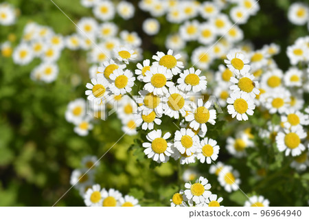 Golden Feverfew 96964940