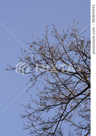 Norway maple 96964943