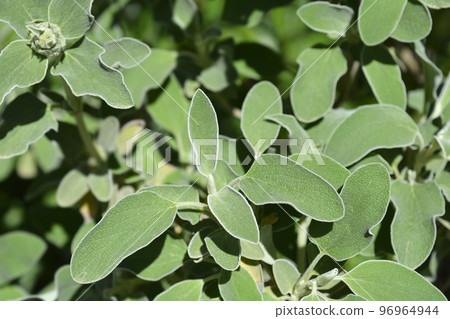 Jerusalem sage 96964944