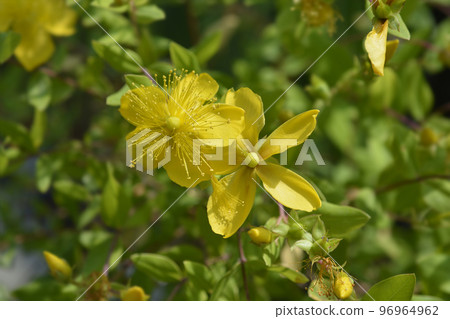 Aarons beard 96964962