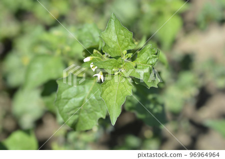 European black nightshade 96964964