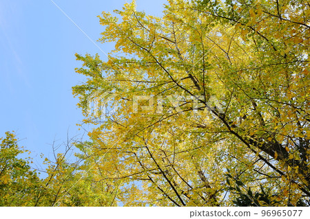 Ginkgo Ginkgo 96965077