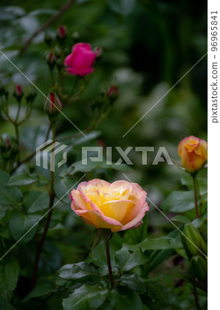 Summer garden with colorful roses 96965841