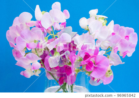 Bouquet of sweet peas in a glass container 96965842