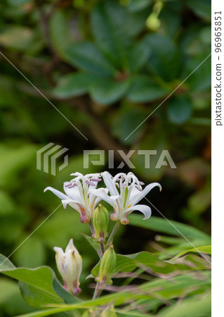 White cuckoo flowers in full bloom 96965851