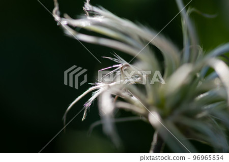 Beautiful clematis seeds Beautiful clematis seeds 96965854