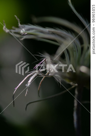 Beautiful clematis seeds 96965855