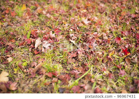 Fallen leaves turned red on the lawn in the park 96967431