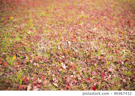 Fallen leaves turned red on the lawn in the park 96967432