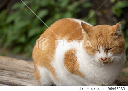 Sleepy cat in Onomichi 96967683