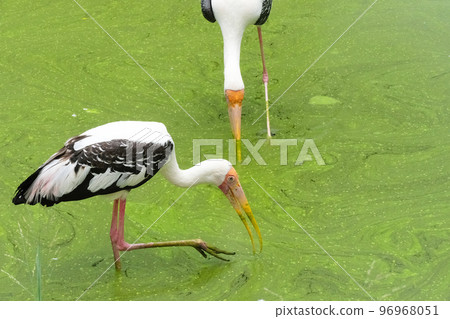 Milky stork close up yellow red beak looking for food in river 96968051