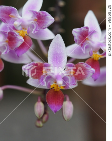 蝴蝶蘭 Equestris Periotique（西方蘭花祖先） 96968329