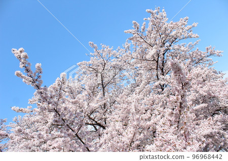 Cherry blossoms in Misaka Town, Fuefuki City, Yamanashi Prefecture, Yoshino cherry trees in full bloom [April] 96968442