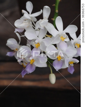Phalaenopsis equestris coerulea (Western orchid, progenitor of phalaenopsis) 96968753
