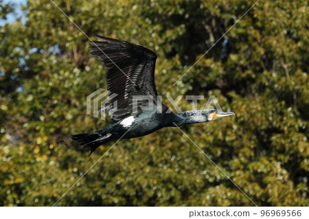 鸕鶿飛行，同時散落水滴 96969566
