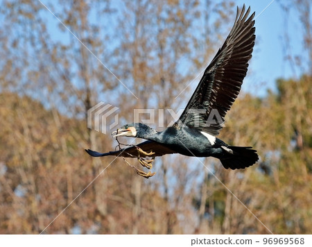 Cormorant flying with nest material in its mouth 96969568