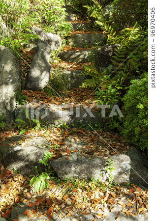 Stone steps paved with fallen camphor leaves (early summer) Stone steps paved with fallen camphor leaves (early summer) 96970406