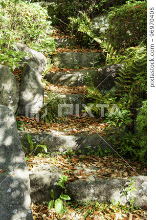 Stone steps paved with fallen camphor leaves (early summer) 96970408