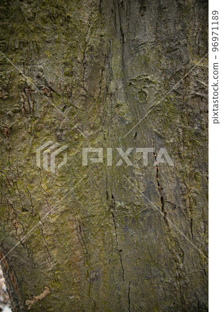 old Big tree bark textured may be used as a background wallpaper old Big tree bark textured may be used as a background wallpaper 96971189
