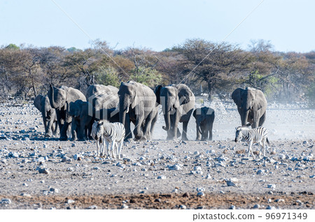 A herd of African Elephants approaching a waterhole in Etosha 96971349