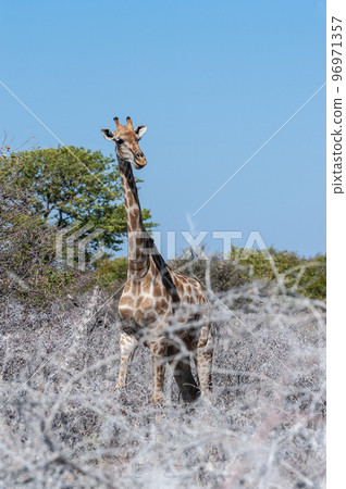 A Giraffe in Ethosha 96971357