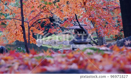 舊古川庭園：從紅葉中探出頭來的燈籠 96971827