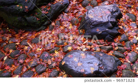 腳下的岩石和秋葉 96971828