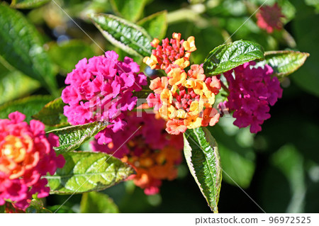 Lantana Lantana 96972525