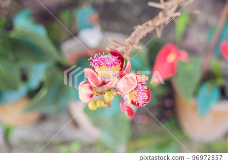 Exotic tropical plants wet forests are wet after rain Exotic tropical plants wet forests are wet after rain 96972857